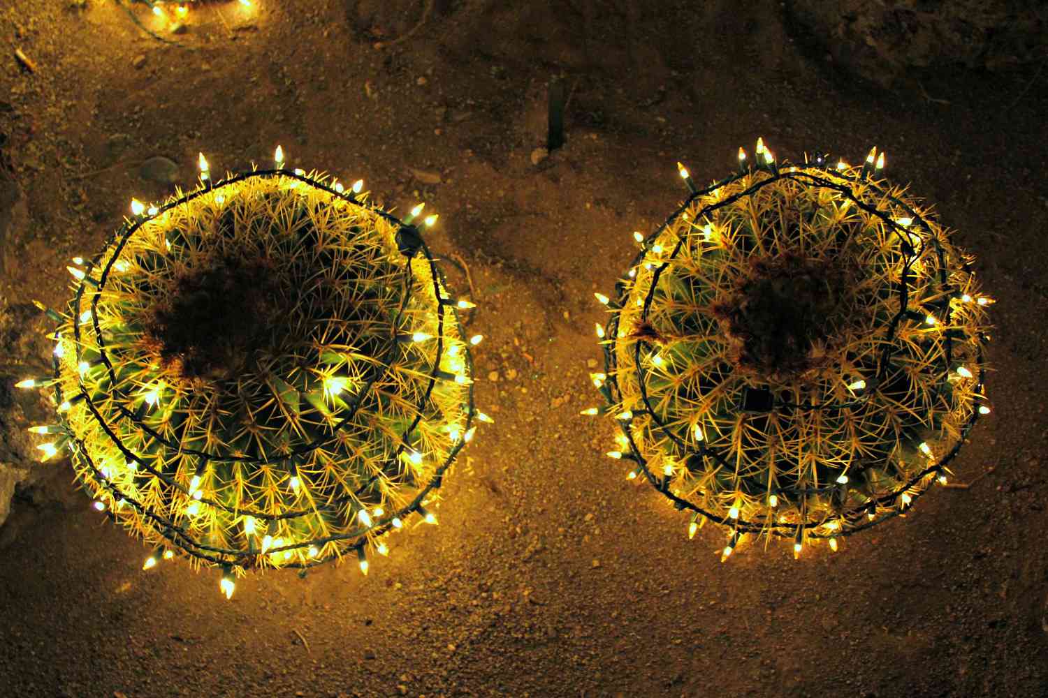 Golden barrel cacti are decorated with string lights.