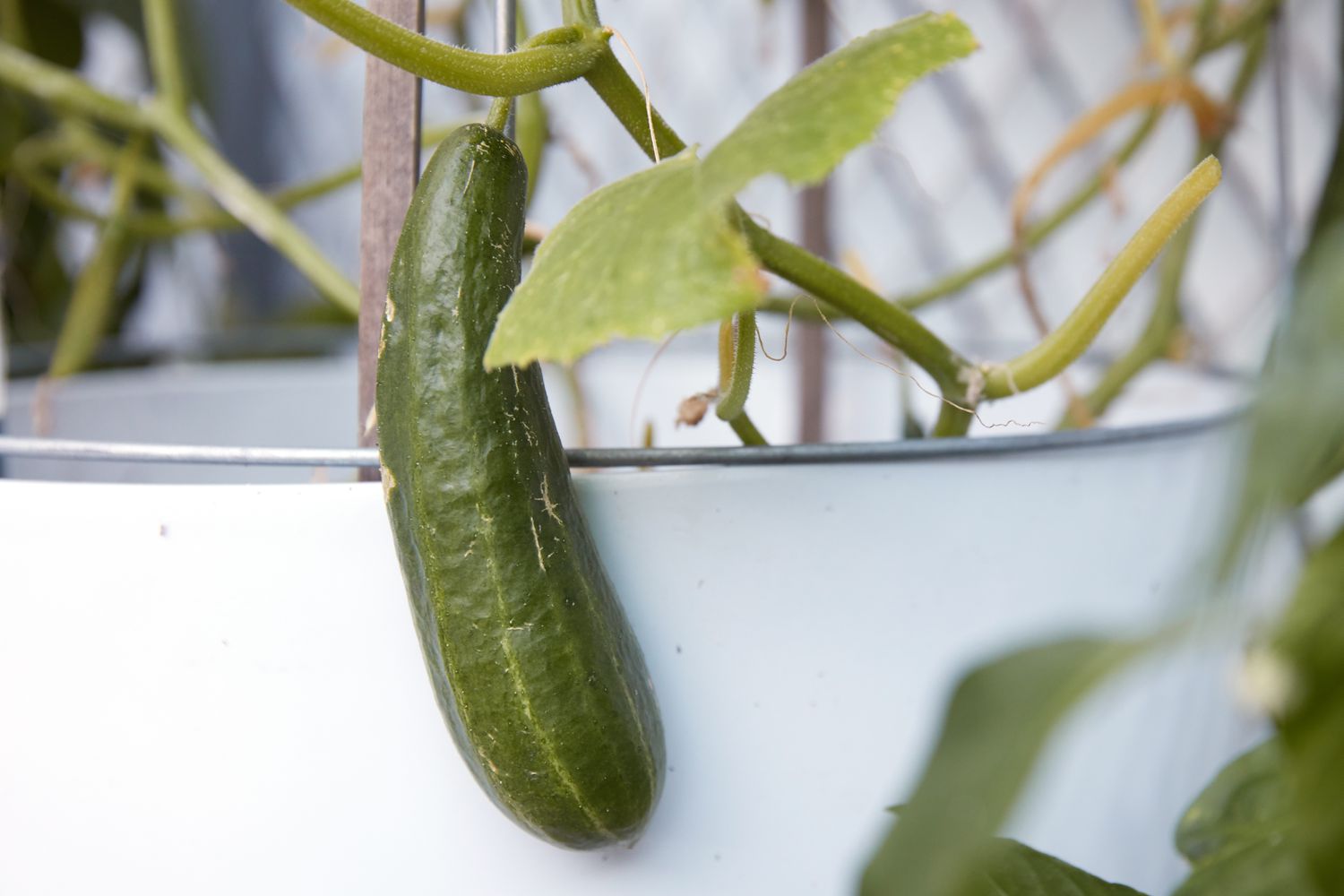 cucumber growing in a container