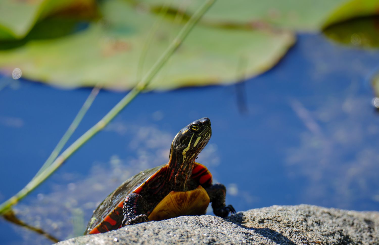 vue de face d'une tortue peinte assise sur une pierre, eau d'un étang en arrière-plan, plantes aquatiques hors champ