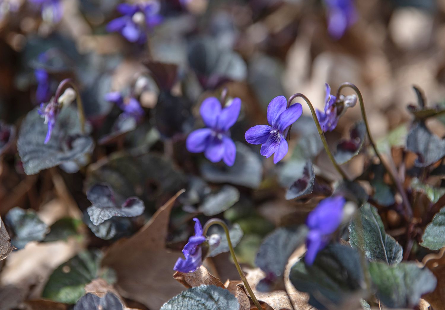 Purpurea Viola Ausbreitungspflanze mit winzigen lila Blüten in Nahaufnahme