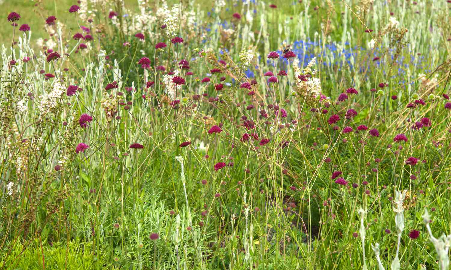 Knuatia plants in field with magenta and blue flowers