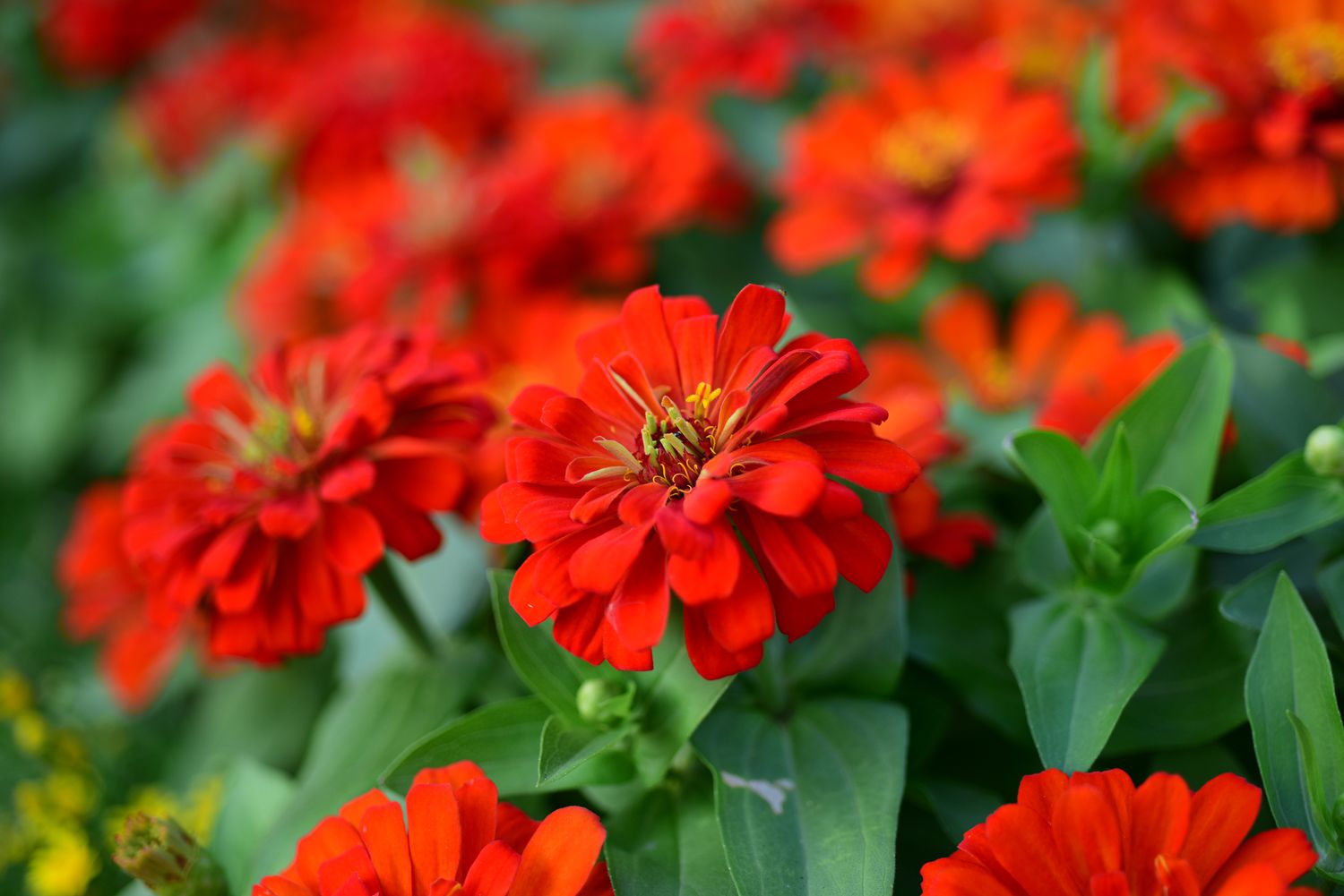 Nahaufnahme von roten und orangefarbenen Blumen
