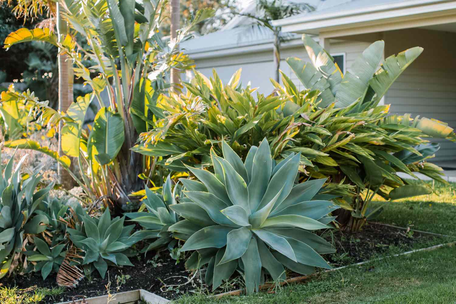 Agave in der Gartengestaltung