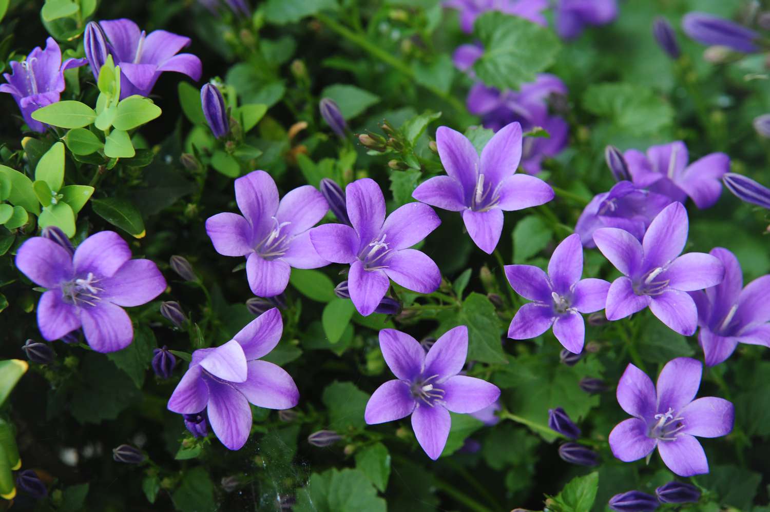 'Bayernblaue' Glockenblumenblüten mit lavendelfarbenen sternförmigen Blütenblättern und Blättern