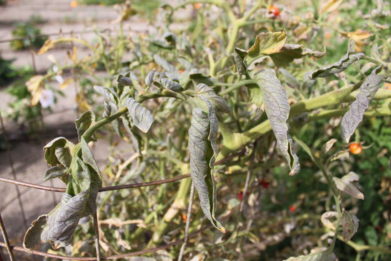 Curly top symptoms, infected plant in late season