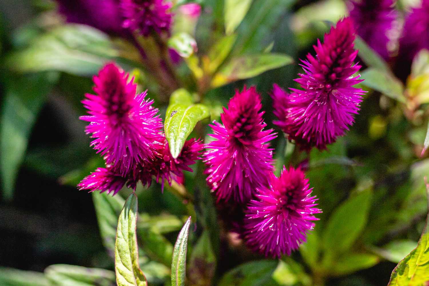 Nahaufnahme der Celosia