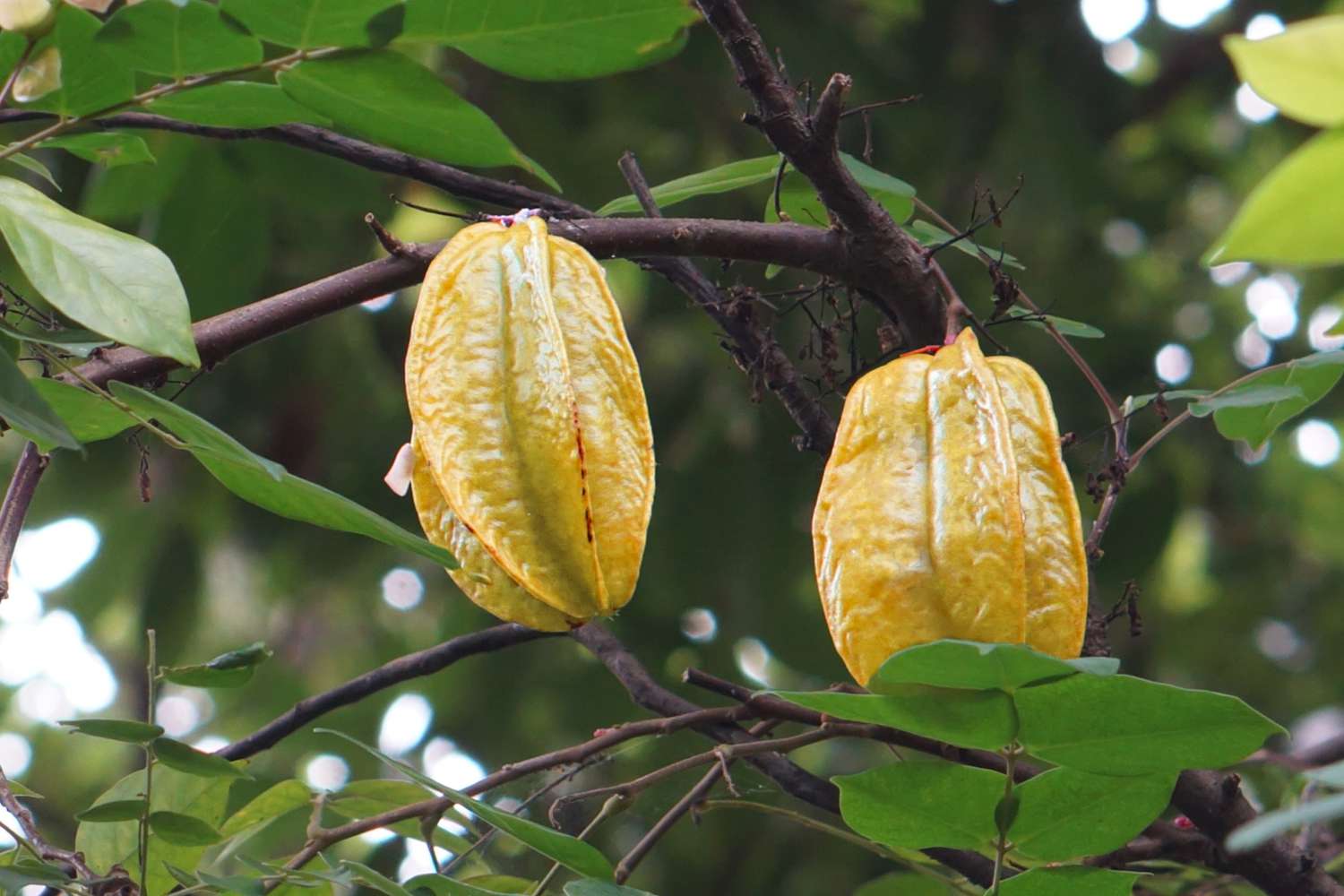 Yellow starfruit hanging from branches