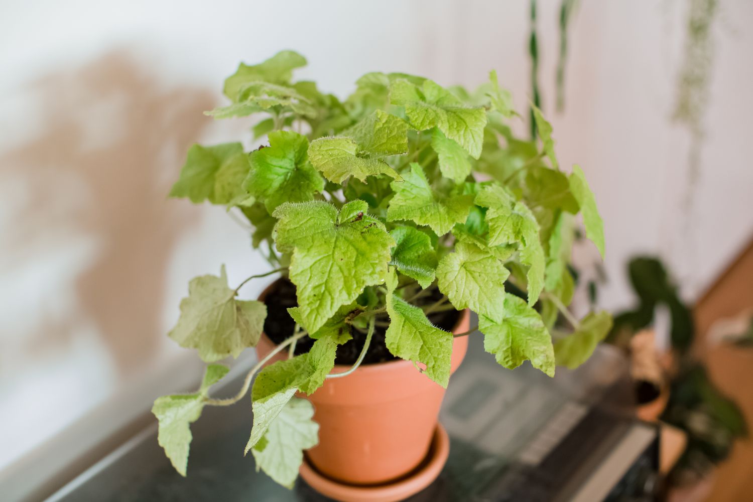 tolmiea menziesii