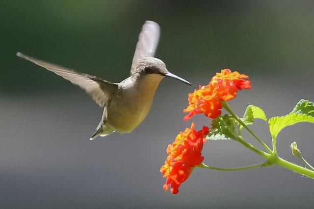 Kolibri füttert von einer Blüte