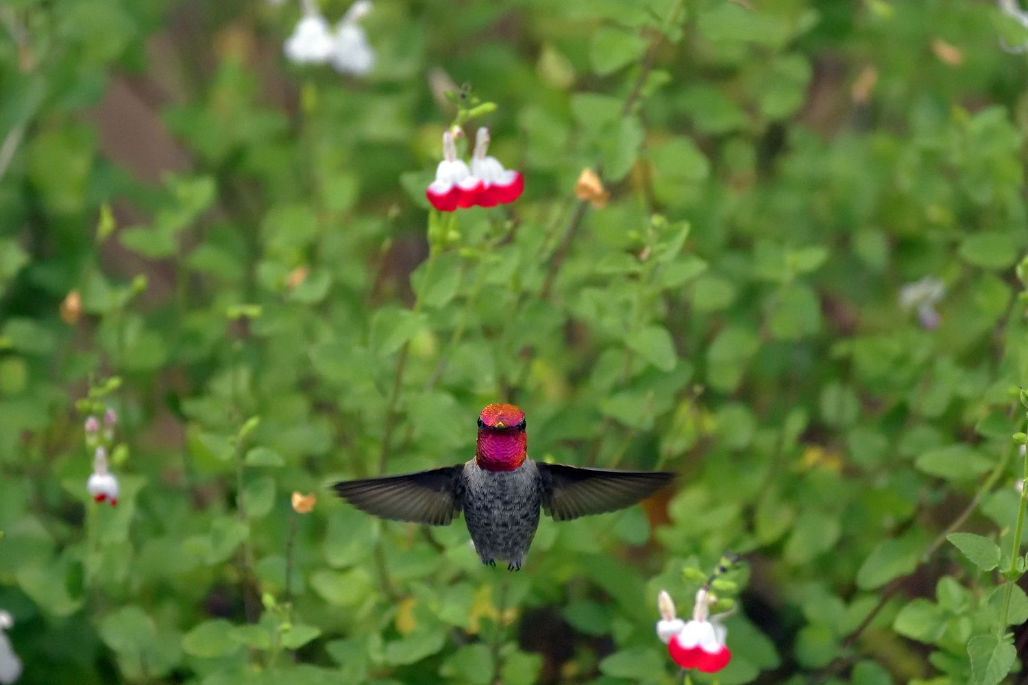 Un colibrí de Anna volando delante de un arbusto verde.