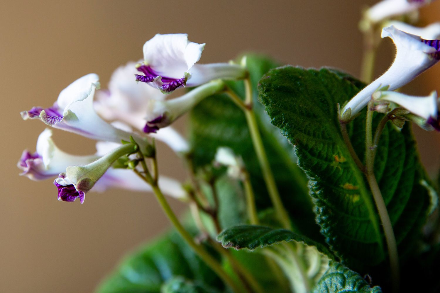 Streptocarpus-Pflanze mit weißen und violetten Blüten und Knospen mit Blättern in Nahaufnahme