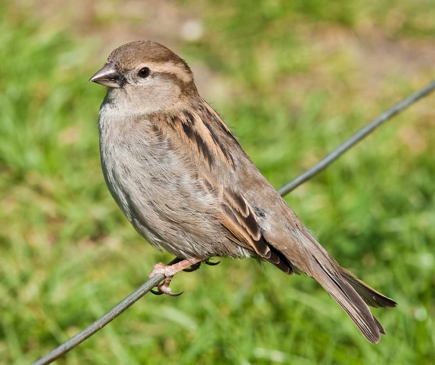 close up of House sparrow sitting on a wire 