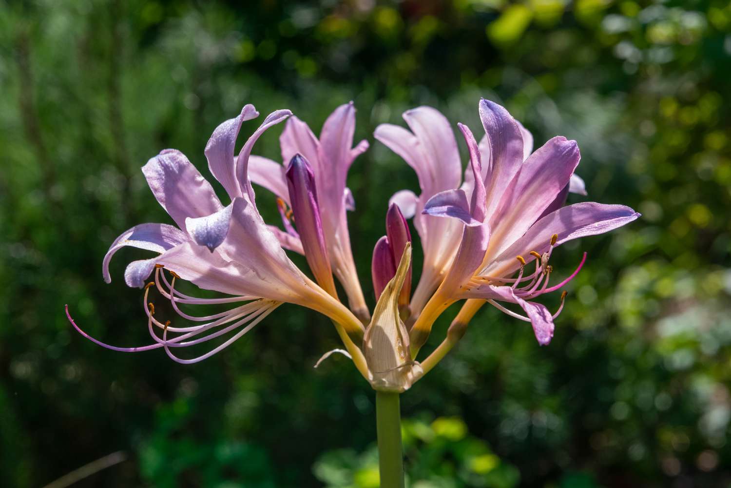 Auferstehungslilie mit trompetenförmigen violetten Blüten, die am Ende des Stängels im Sonnenlicht stehen