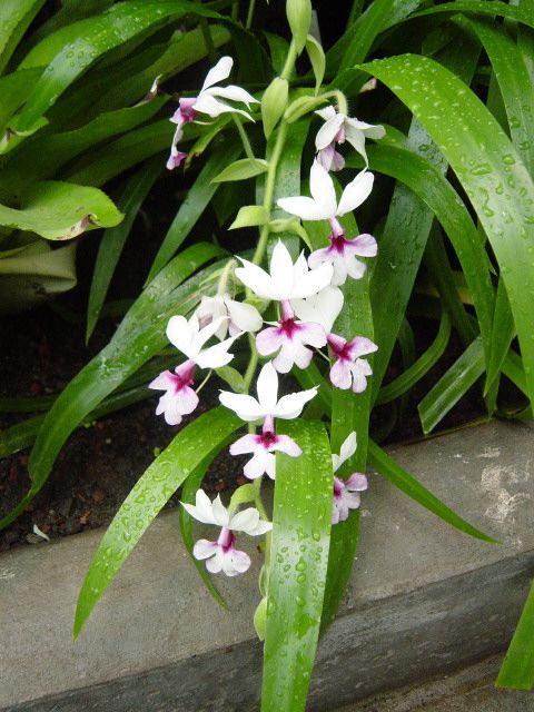 Eine Orchidee, in diesem Fall gesund