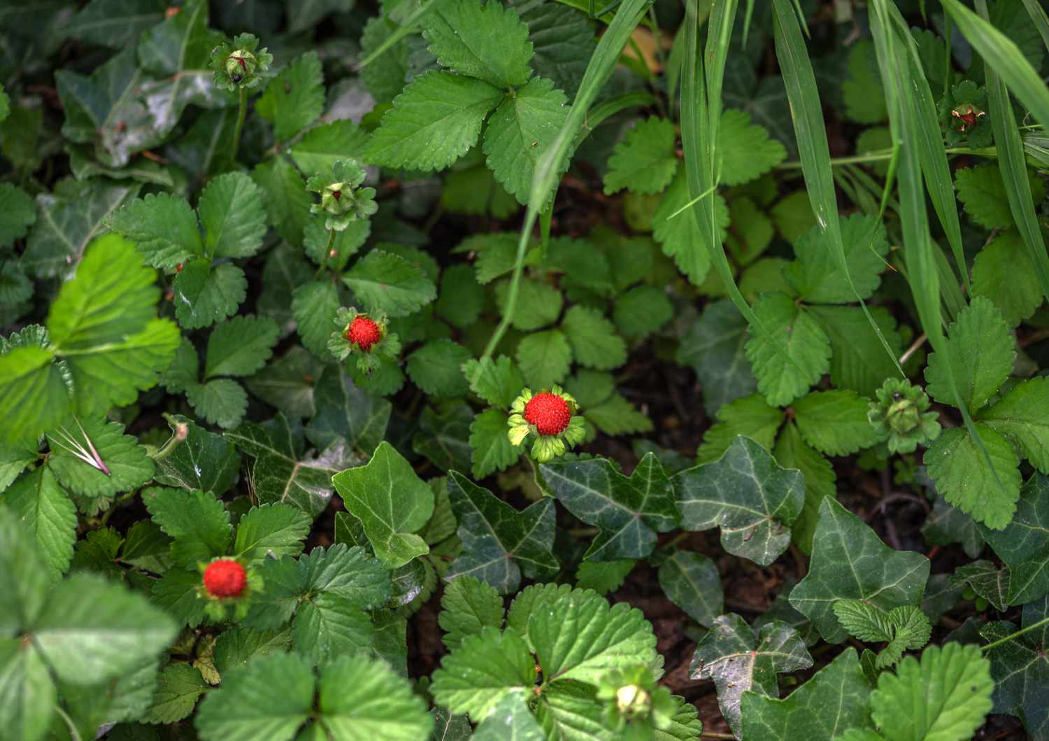 Faux fraisier à feuilles arrondies près d'un plant de lierre à fruits rouge vif