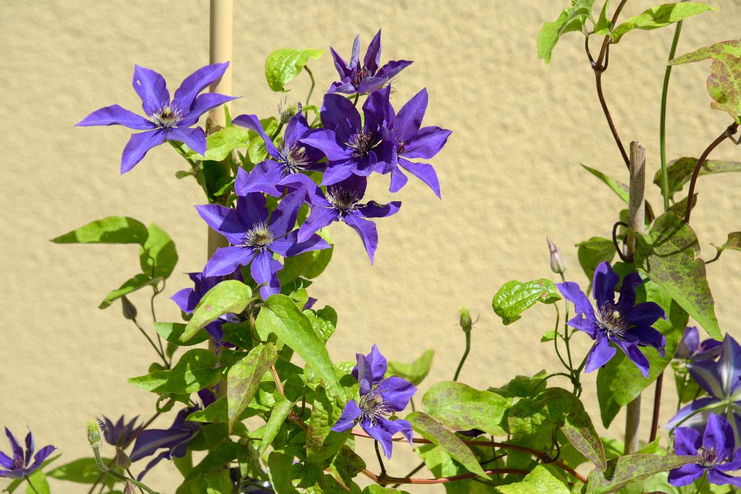 Clematis 'The President' plant with violet-blue flowers growing on bright green vine in sunlight