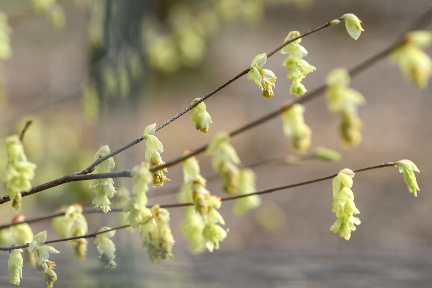 Buttercup winter hazel thin branches with small yellow flowers closeup