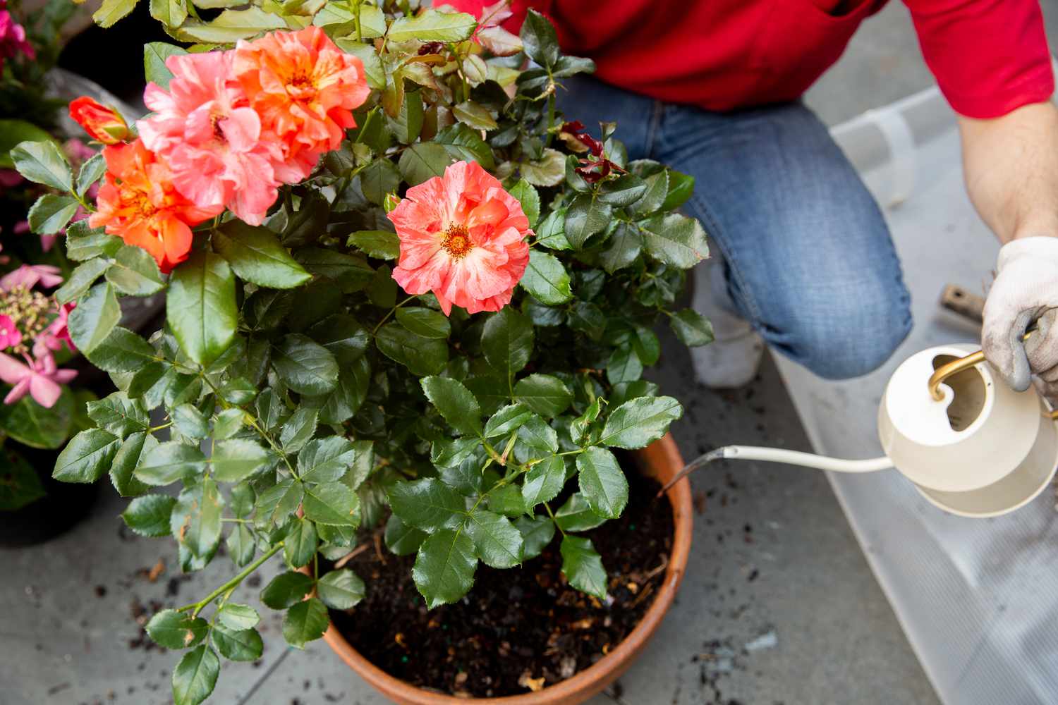 Wasser aus weißer Gießkanne in frisch getopften Rosenstrauch gegossen