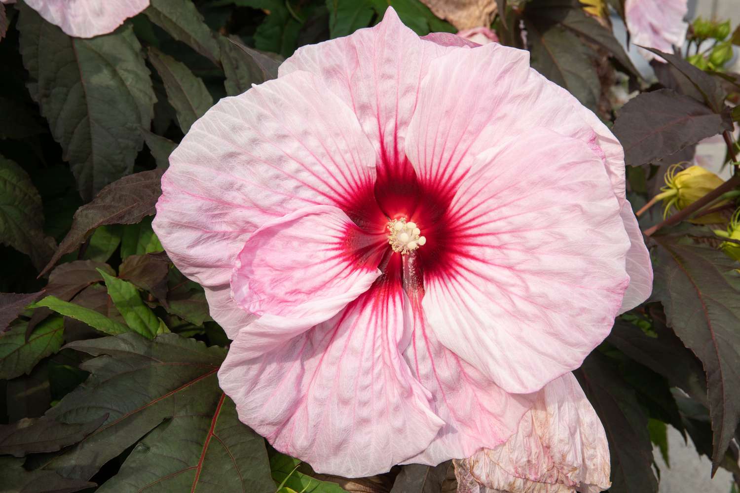 hibisco resistente