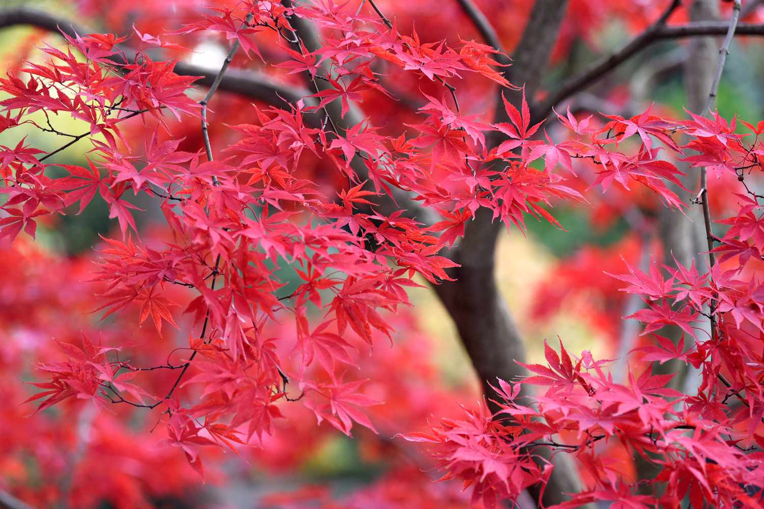 Japanischer Ahornbaum mit leuchtend roten breitblättrigen Ästen
