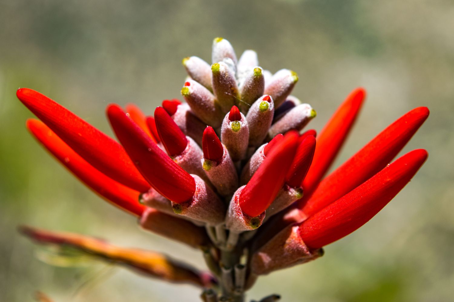 Flor vermelha do deserto