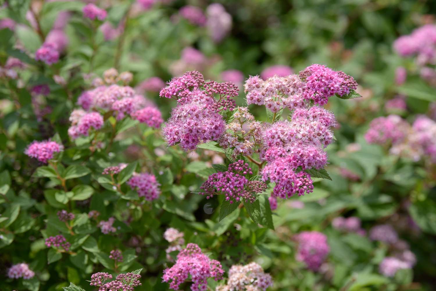 Broadleaf meadowsweet plant with small pink and white flower clusters in sunlight