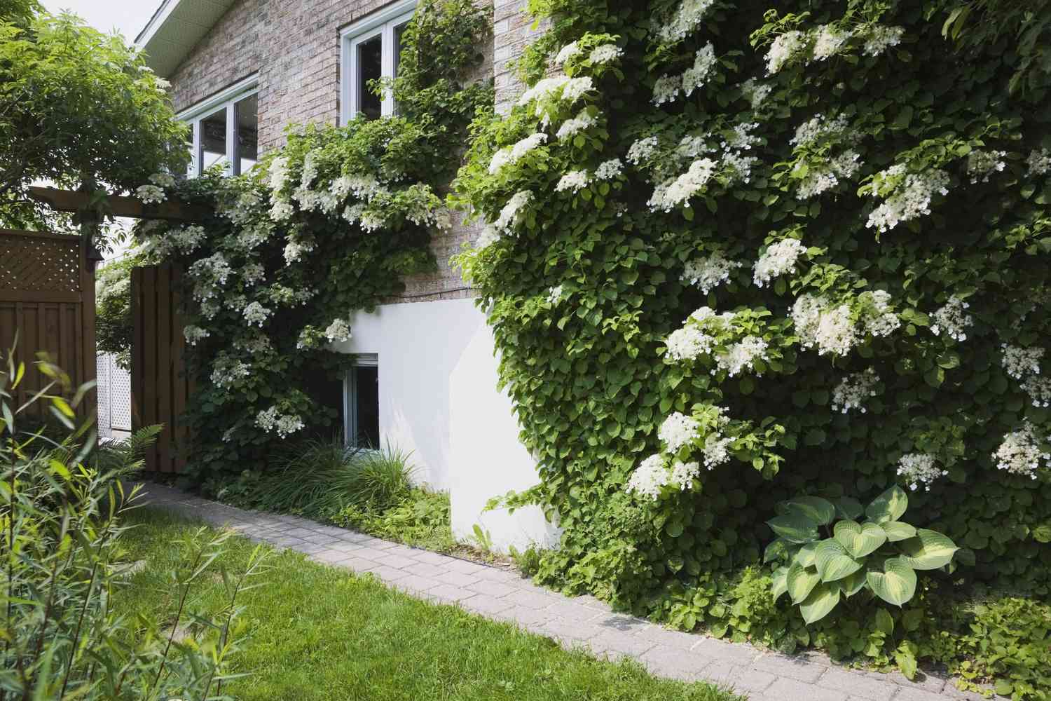 Kletternde Hortensie an der Seite eines Hauses mit weißen Blüten
