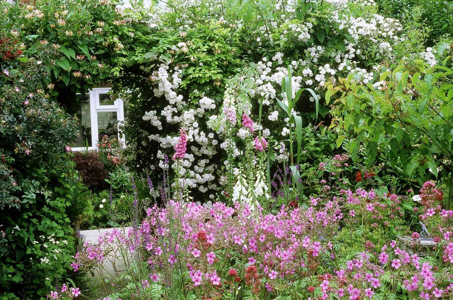 pequeno jardim de casa de campo, com rosas, casa ao fundo, junho.