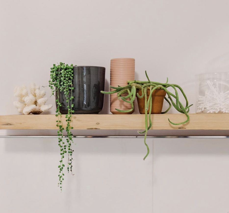 shelf with plants on it