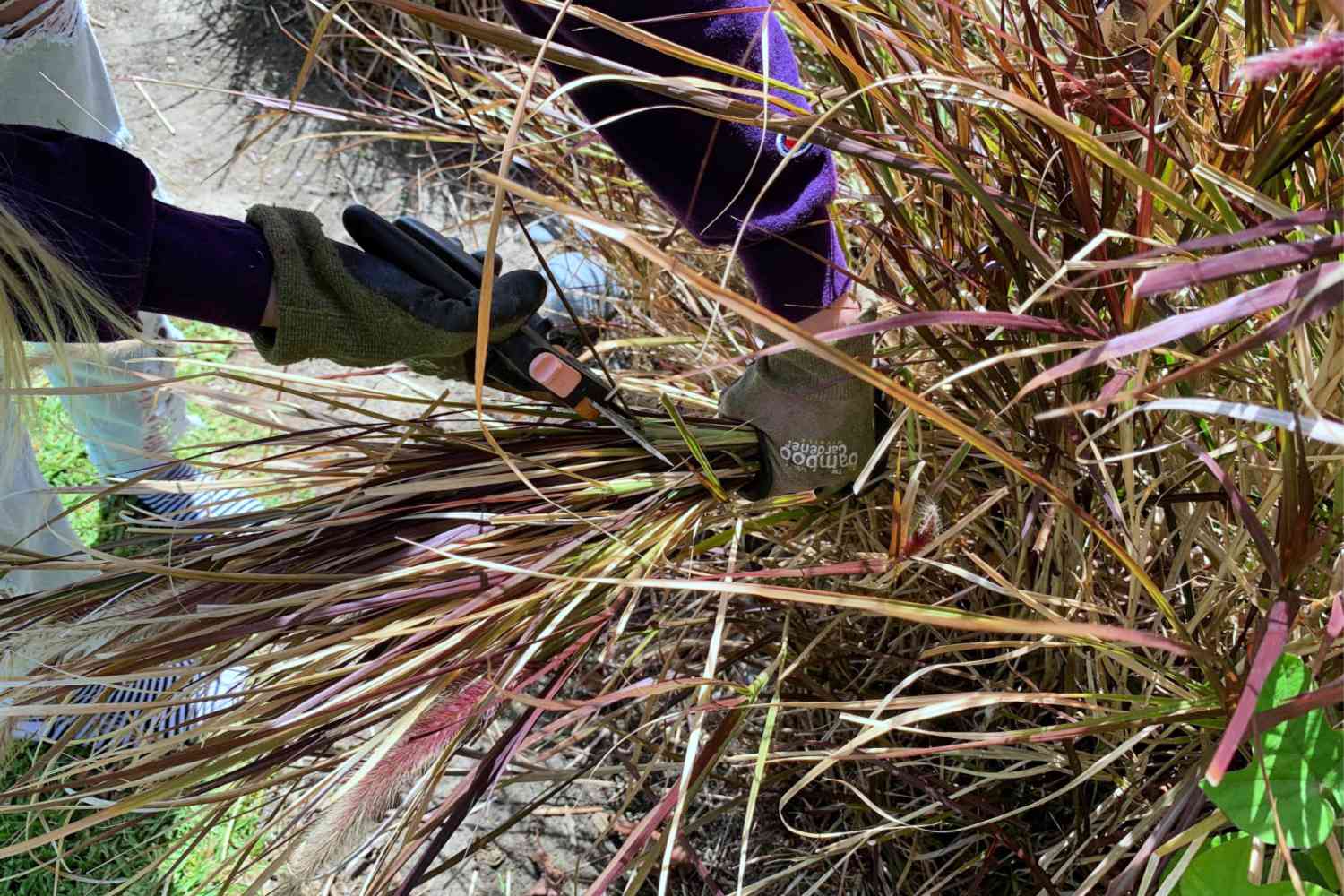 cutting ornamental grasses