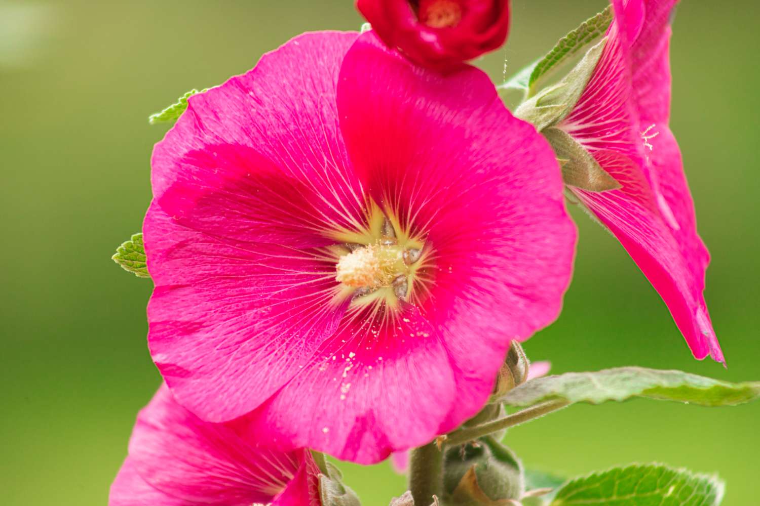 hollyhock