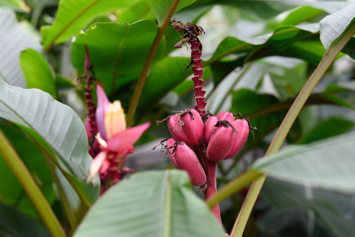 Samtige Bananenstaude mit runden, rosa Bananen, die hinter der Blüte und den großen Blättern verklumpt sind