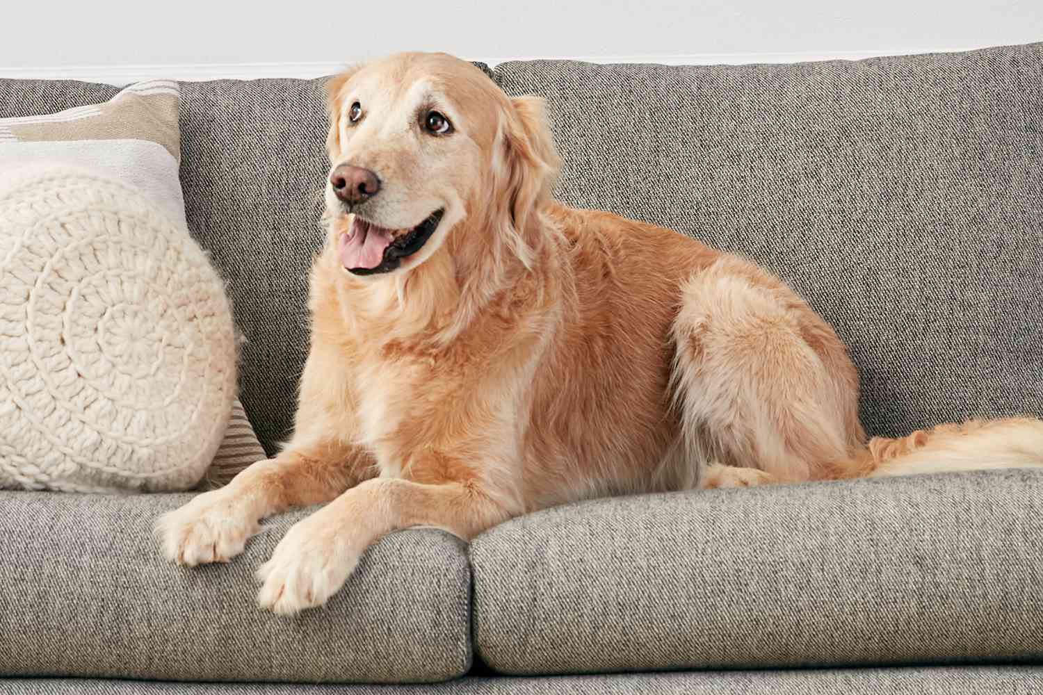 golden retriever on a sofa