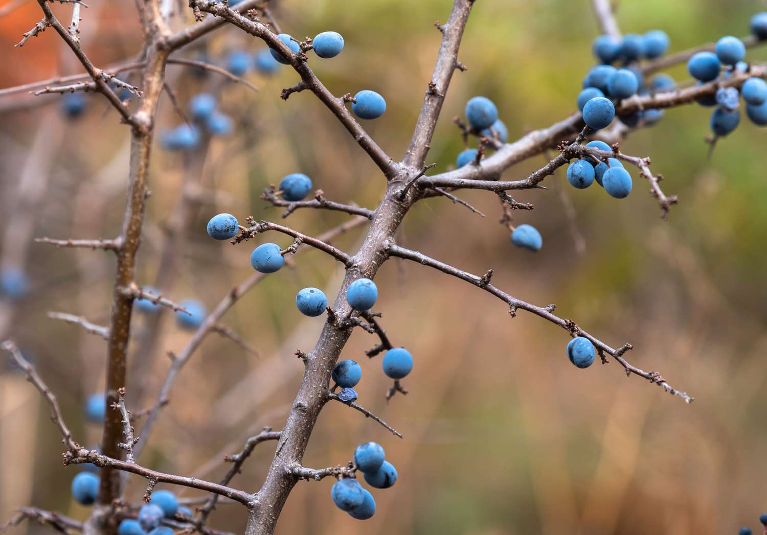 Schlehdornbaum mit kahlen Ästen und leuchtend blauen Beeren in Nahaufnahme