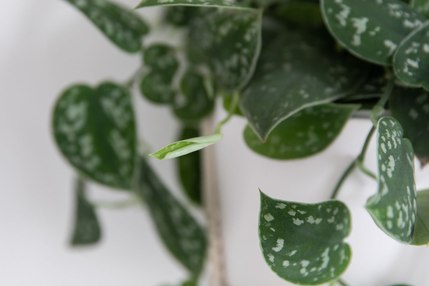 Satin pothos with spotted leaves and unfurling bud closeup