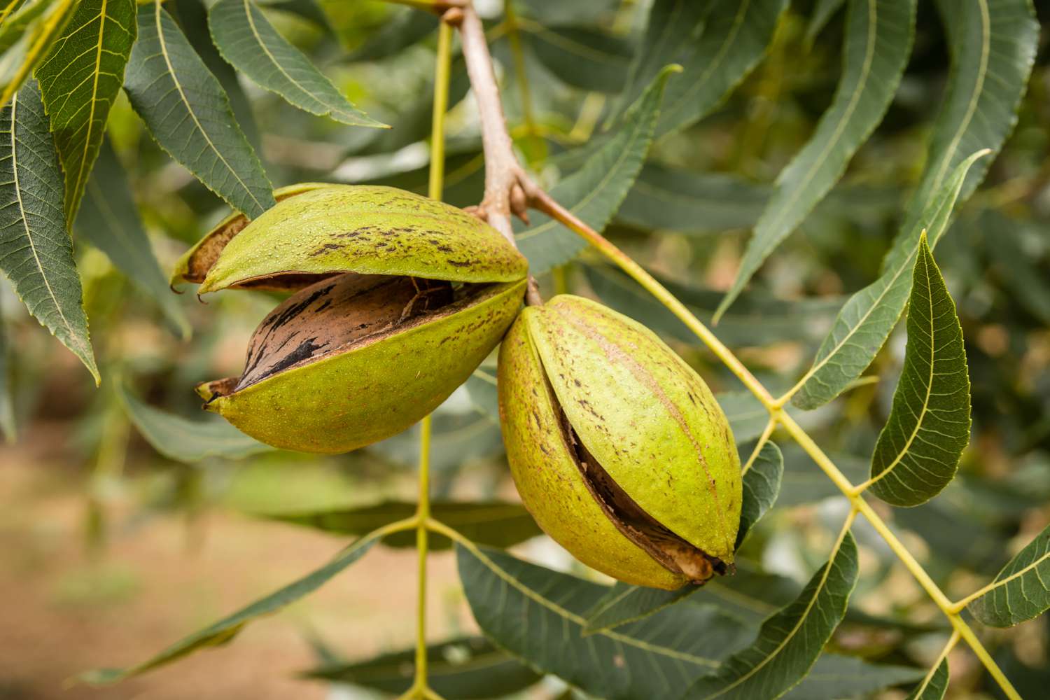 Ripe pecans opening on the tree