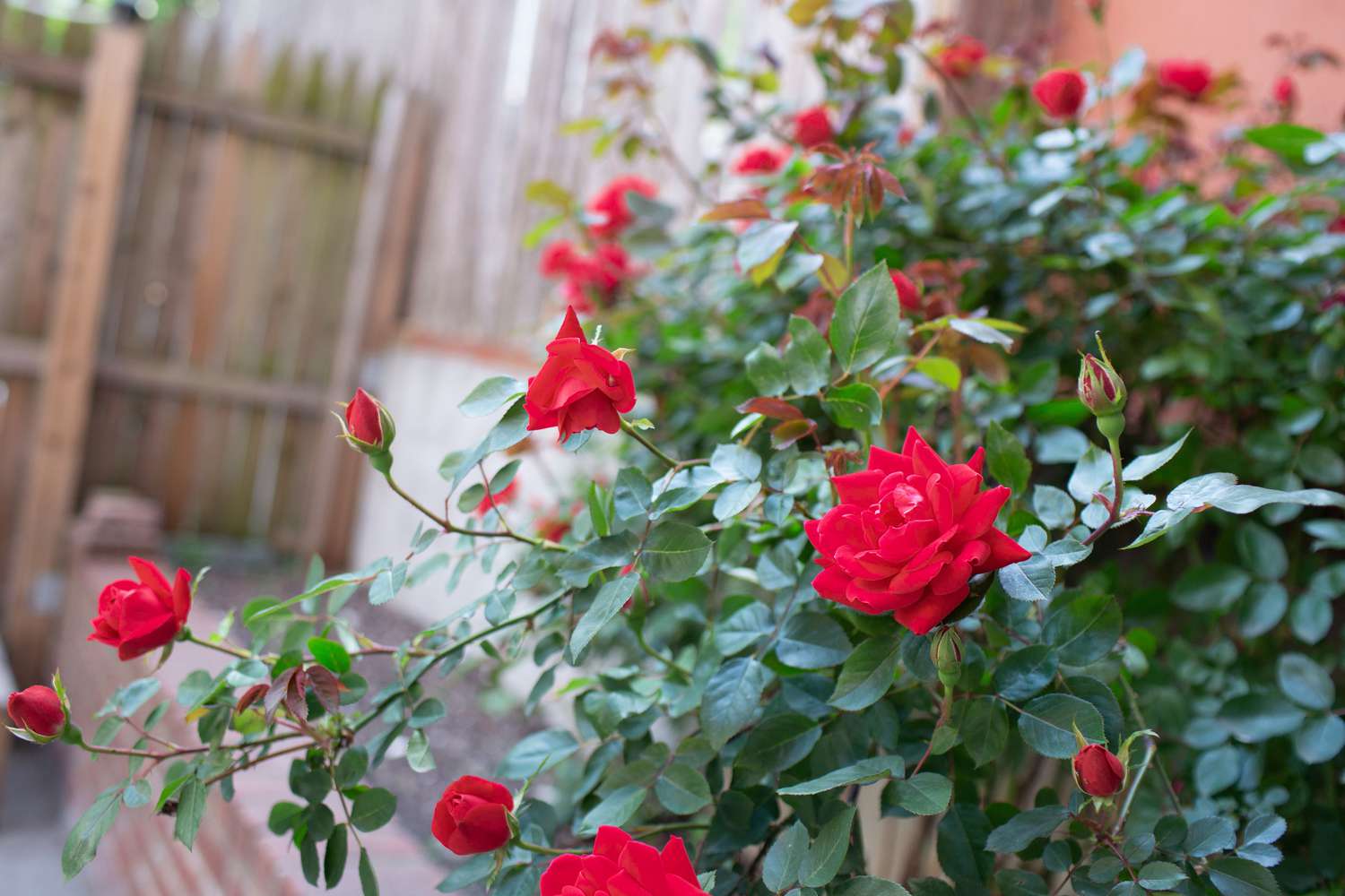 Roter Rosenstrauch mit leuchtend roten Blüten im eingezäunten Hof