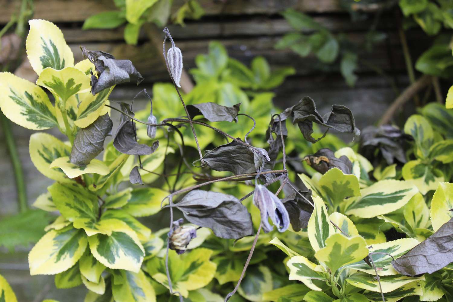 Clematis-Pflanze mit welkenden Blättern (Clematiswelke), verursacht durch den Pilz Phoma clematidina