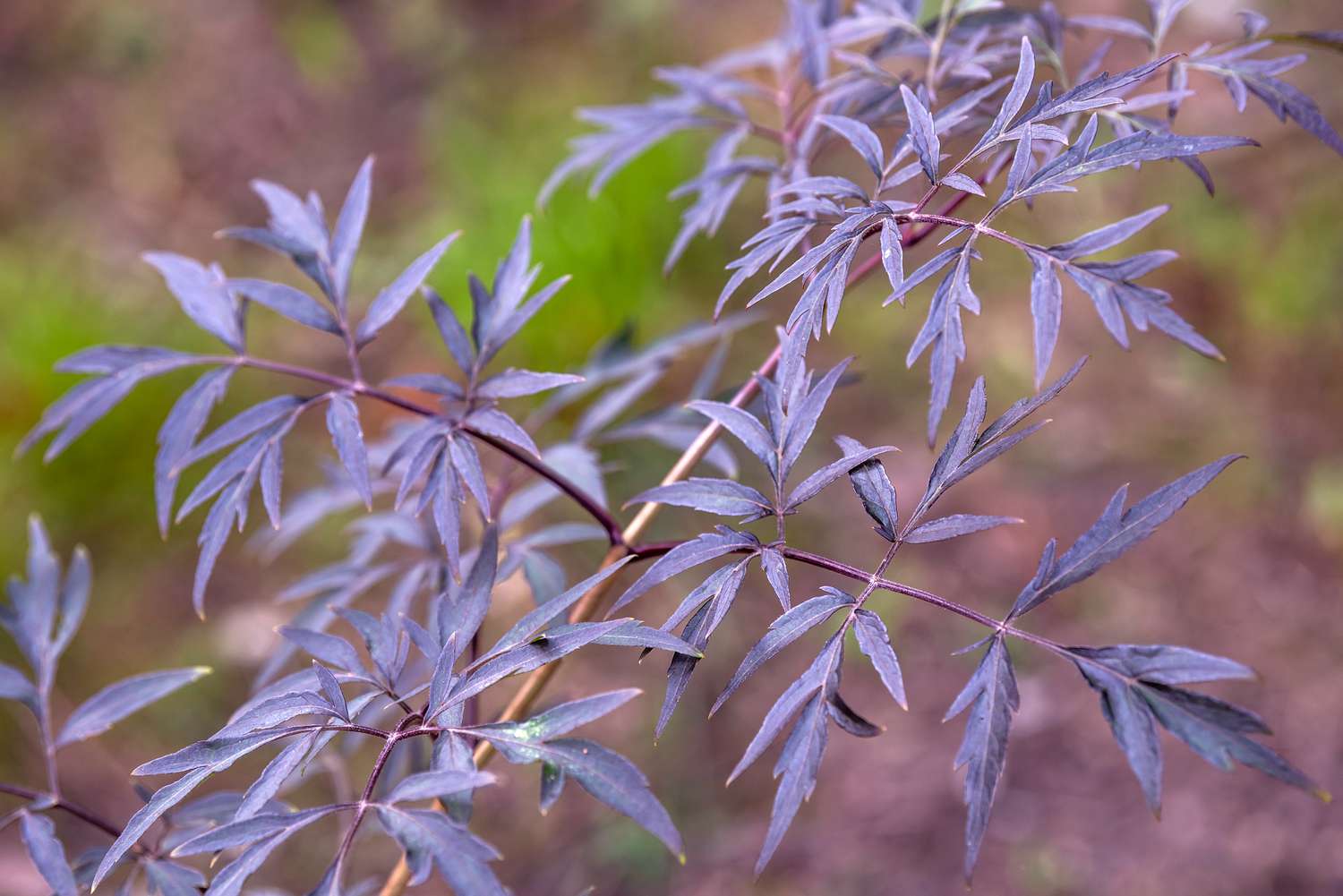 Sambucus black beauty 'Gerda' Pflanze mit schmalen violetten Blättern in Nahaufnahme