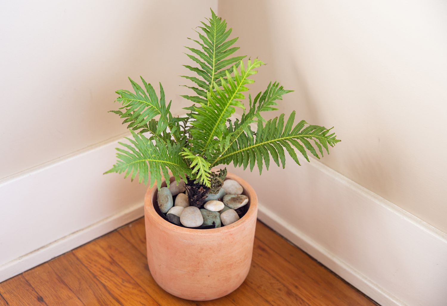 blechnum gibbum