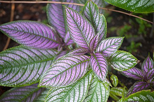 Escudo persa - Strobilanthes dyerianus