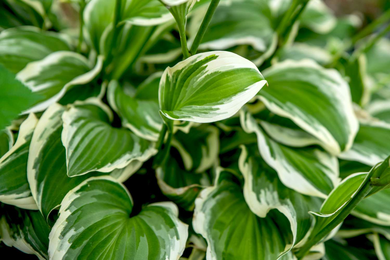 Planta hosta da França com folhas variegadas verdes e brancas em forma de coração crescendo juntas