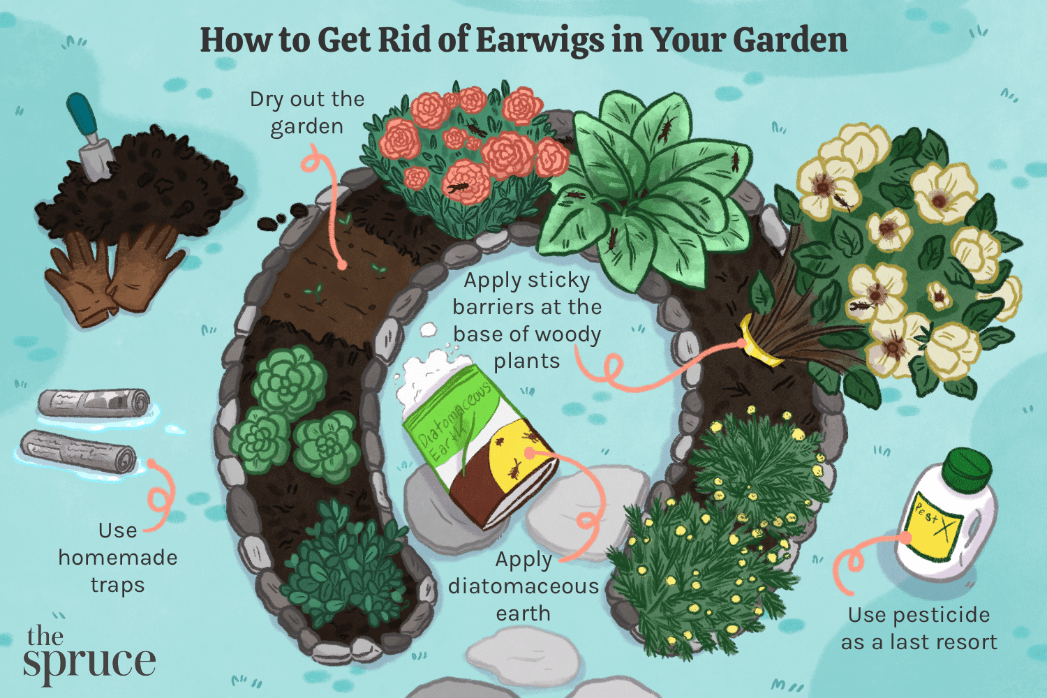 Wie man Ohrwürmer im Garten loswird