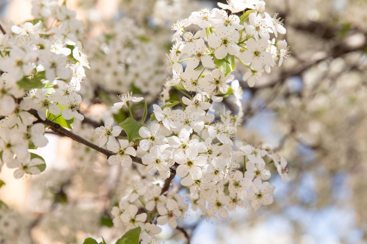 Kalley-Birnenbaumblüten mit kleinen weißen Blüten in Nahaufnahme