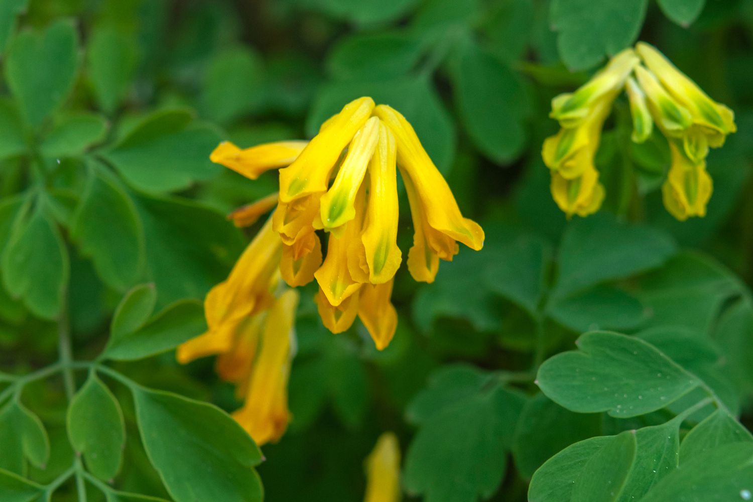 closeup of corydalis