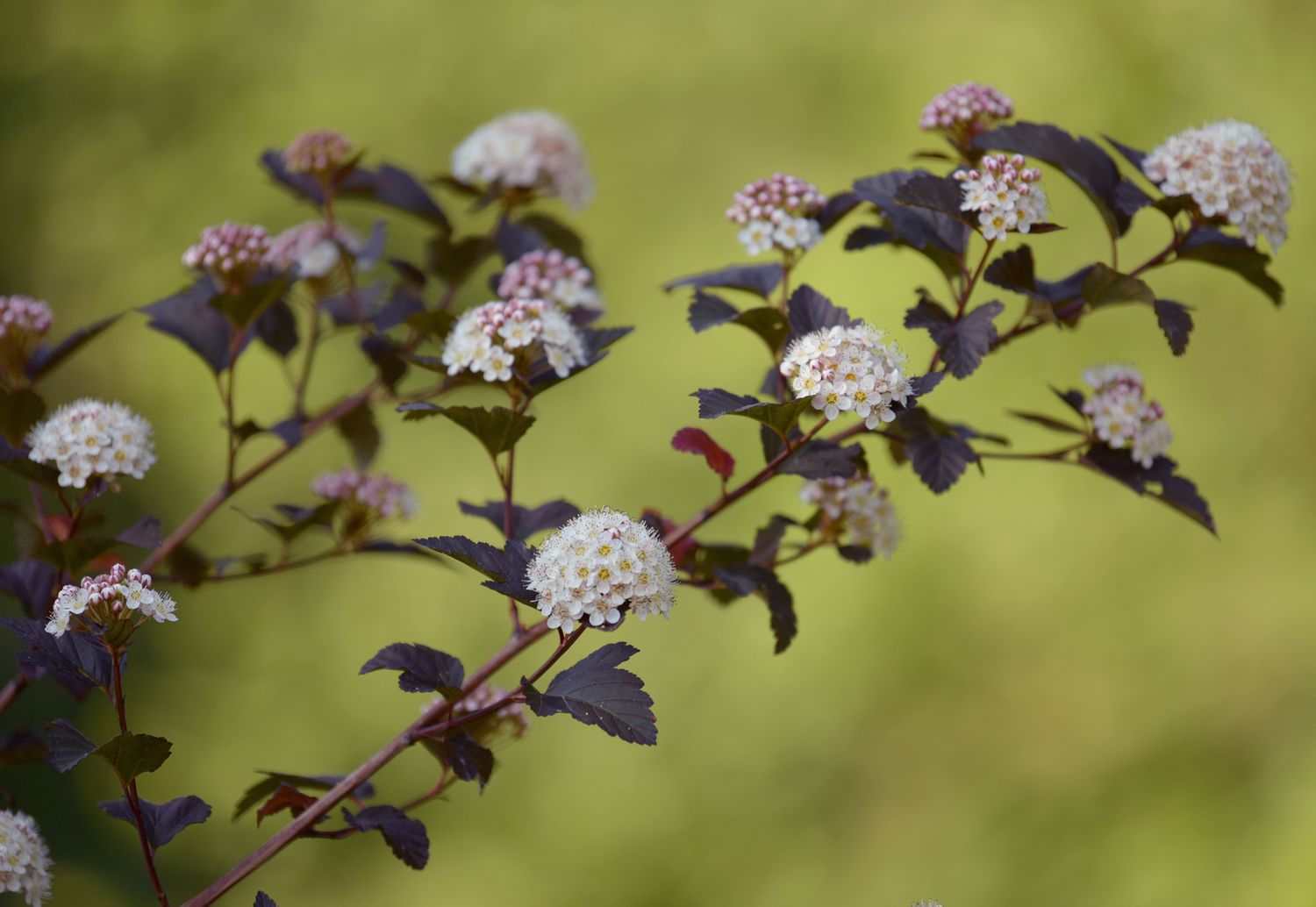 Diablo-Neunrindenzweige mit dunkelvioletten Blättern und kleinen weißen und rosa Blütenbüscheln
