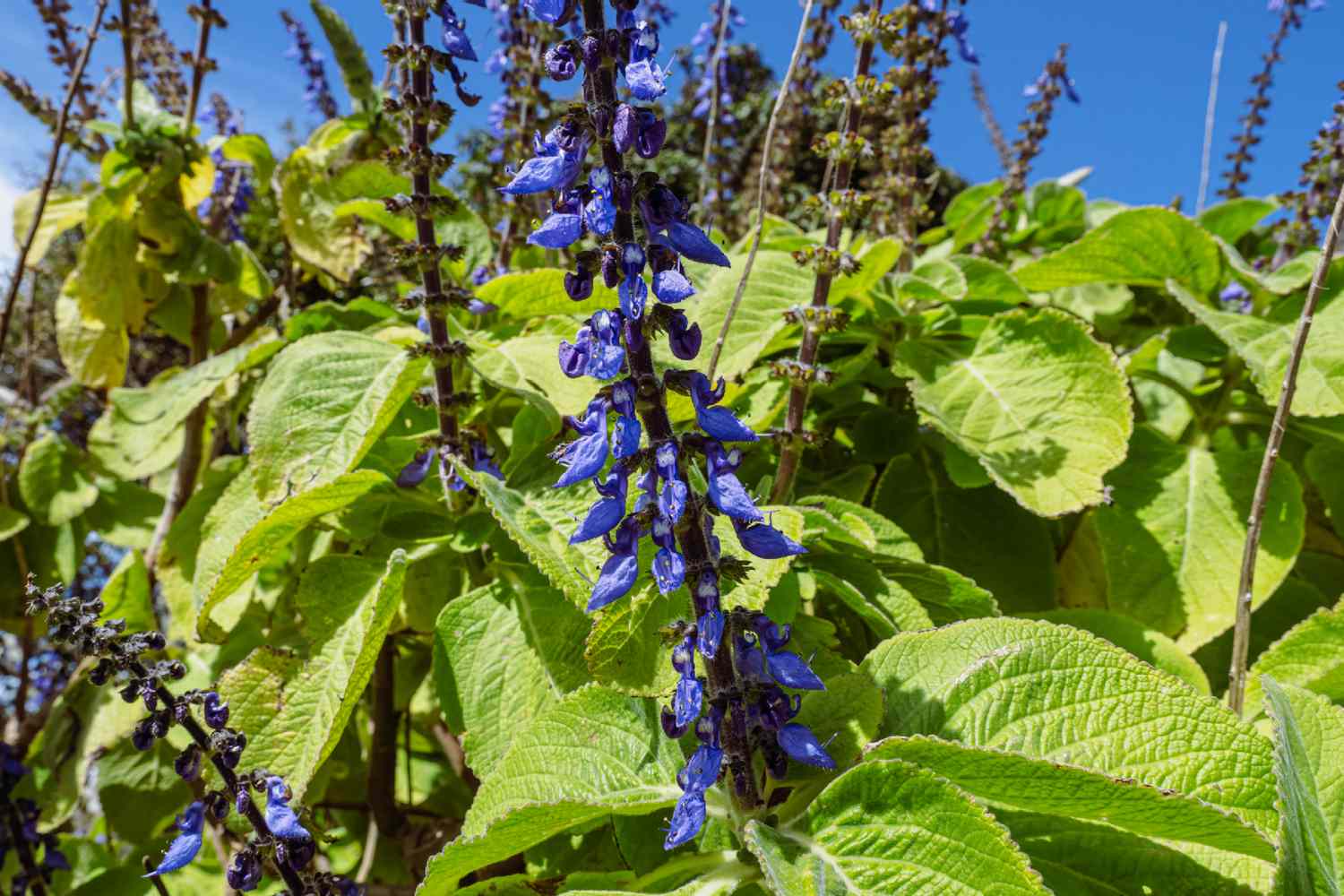 Tallos de flores de espuela azul con pétalos de color azul púrpura intenso rodeados de grandes hojas de color verde brillante