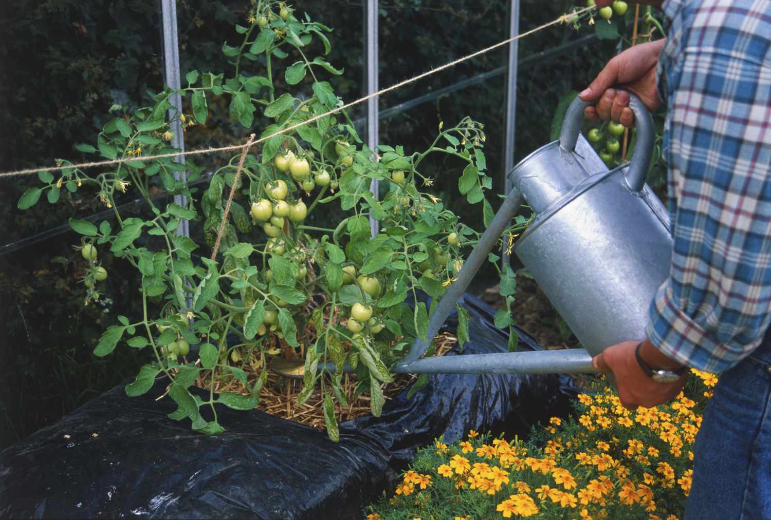 Um homem usando uma lata d'água para regar tomates
