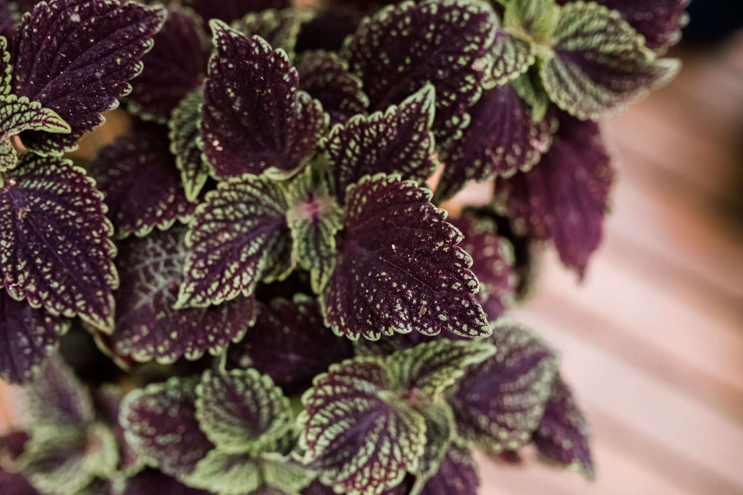 coleus