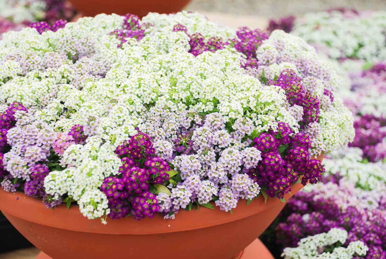 Alyssum-Blüten. Alyssum in süßen Farben. Alyssum in einem rotbraunen Topf auf einem Holztisch.